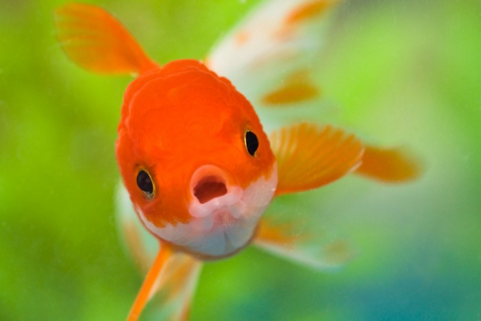 Goldfish-1