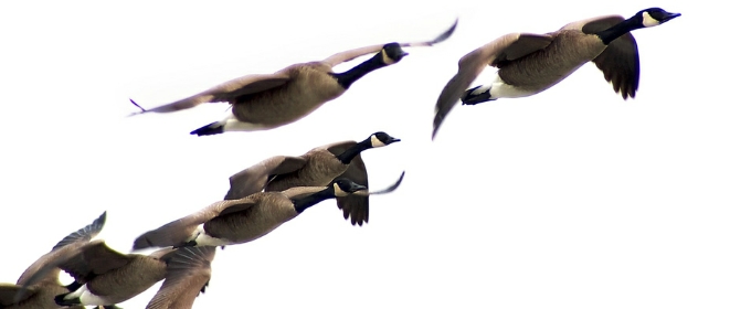 Geese-2